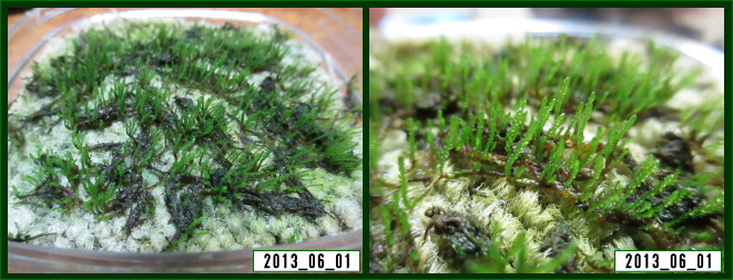 苔の栽培方法 < ギンゴケの栽培 | 日本苔技術協会